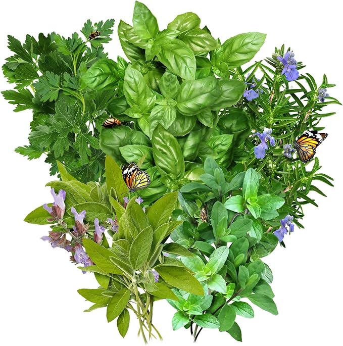 I Killed My Herbs Again—Here's What I Learned