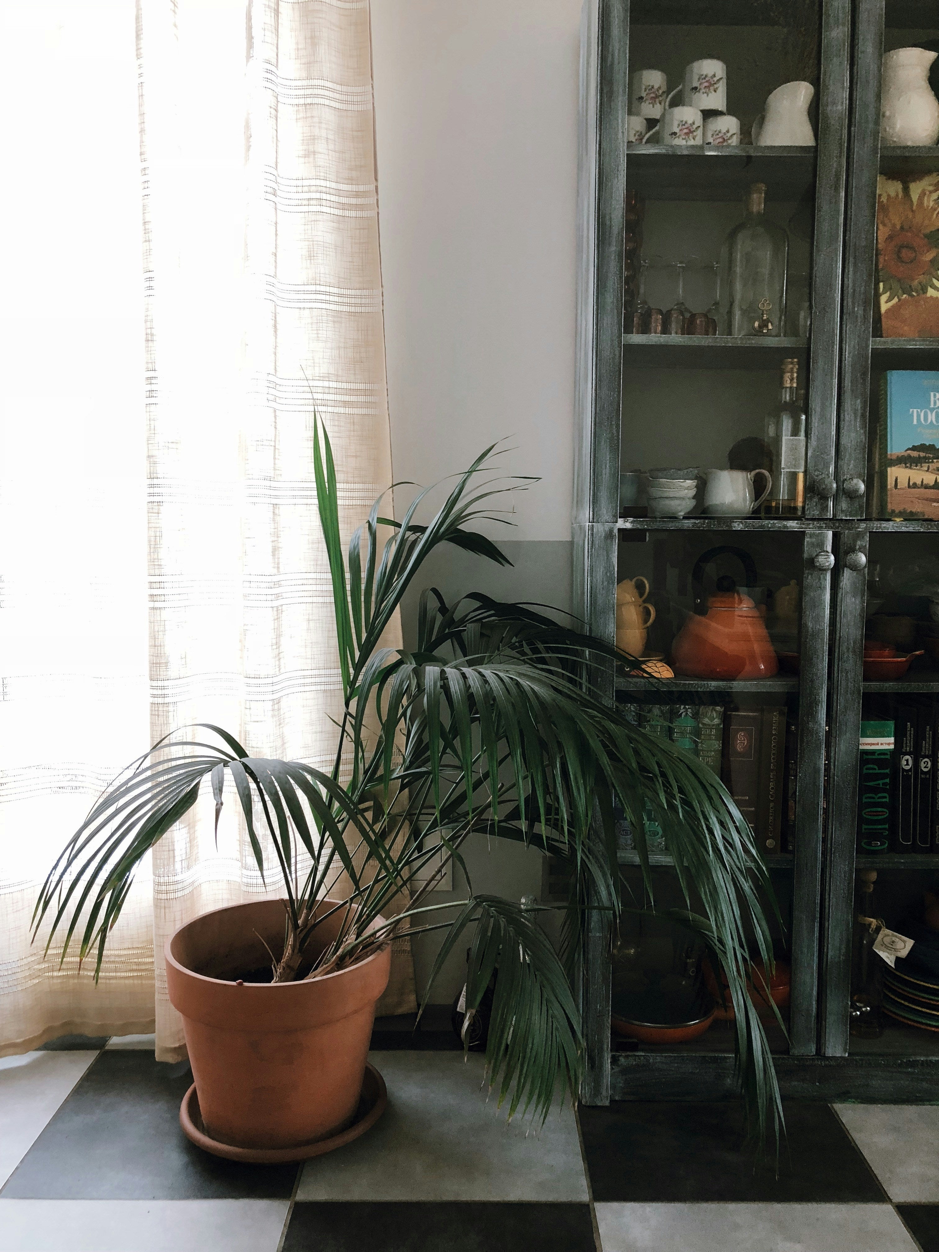 Why Do My Plants Keep Dying? 7 Common Mistakes (And How to Fix Them)