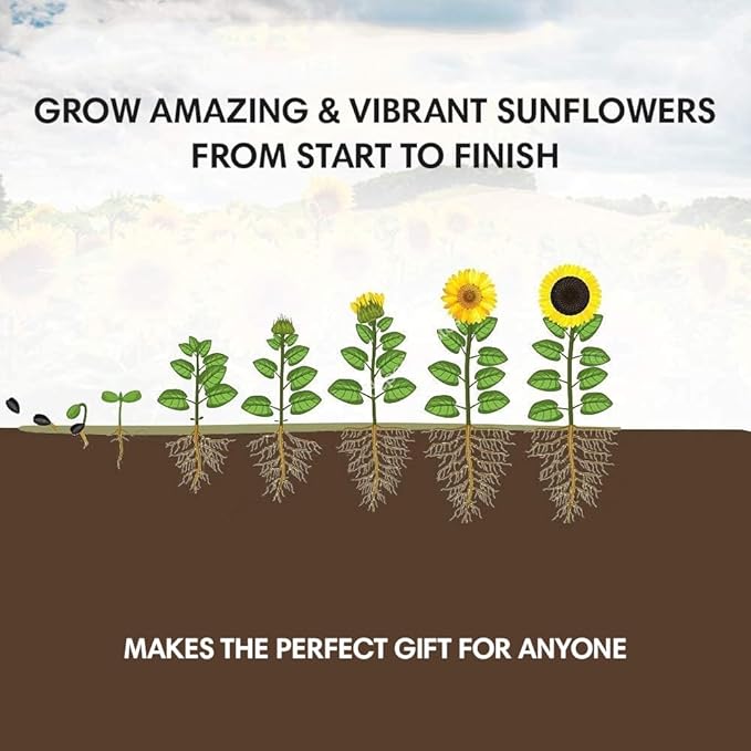 Sunflower Seed Growing Kit -All in One Sun Flower Garden Kit - A Complete Sunflower Gift - Beginner Starter Plants- Seed Variety Pack