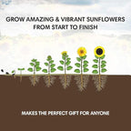 Sunflower Seed Growing Kit -All in One Sun Flower Garden Kit - A Complete Sunflower Gift - Beginner Starter Plants- Seed Variety Pack