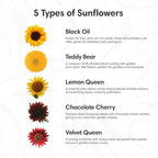 Sunflower Seed Growing Kit -All in One Sun Flower Garden Kit - A Complete Sunflower Gift - Beginner Starter Plants- Seed Variety Pack