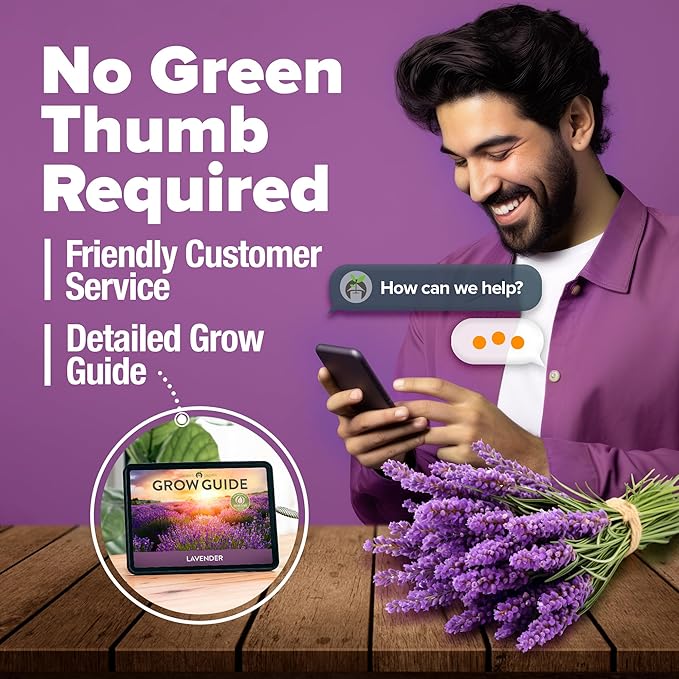 HOME GROWN English Lavender Seeds 2 Pack 3000 Non GMO Wildflower Seed, for Planting Indoor Outdoor High Germination Flower Seeds (Lavandula antustifolia)