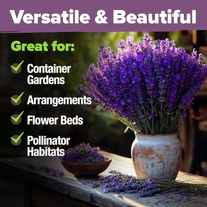 HOME GROWN English Lavender Seeds 2 Pack 3000 Non GMO Wildflower Seed, for Planting Indoor Outdoor High Germination Flower Seeds (Lavandula antustifolia)