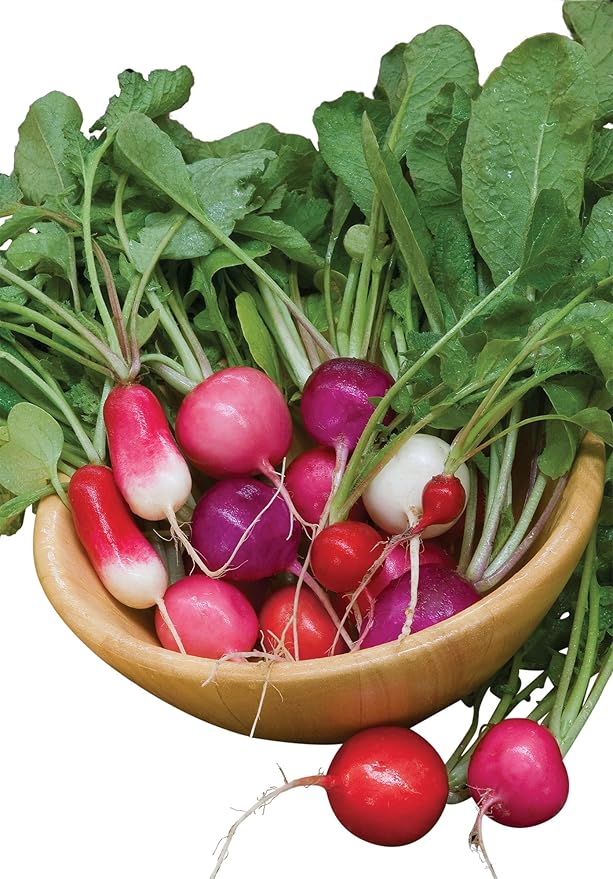 Burpee Cook's Custom Blend Radish Seeds 575 seeds – EARTHLY ROOTS